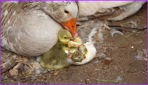 The Ultimate Guide To The Adorable Gosling Family: Nurturing And Care