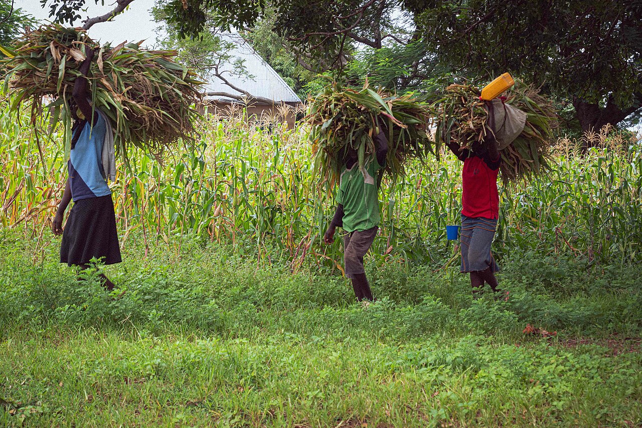 Transforming Africa’s Future Farmers: Satellite-Enabled IoT Powers Data-Driven Agribusinesses