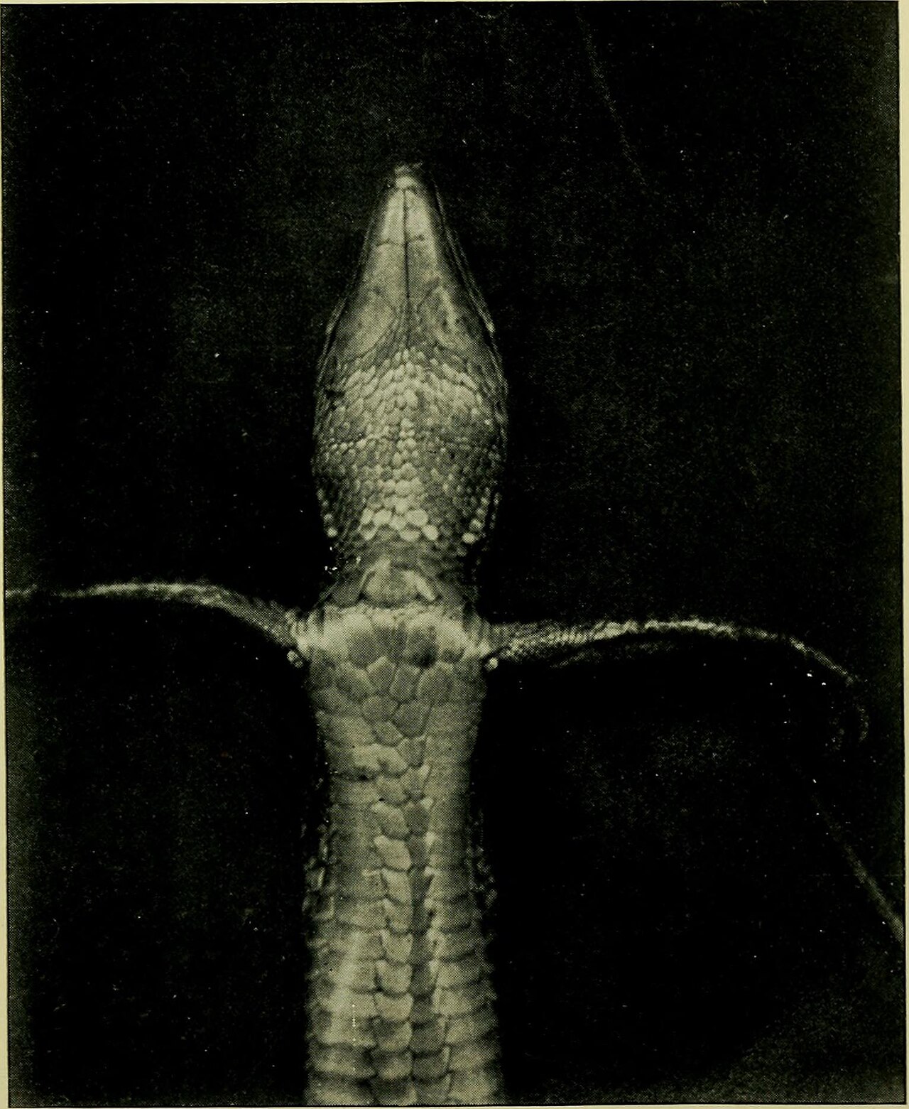 Why this butterfly could soon become Quebec’s 1st insect emblem