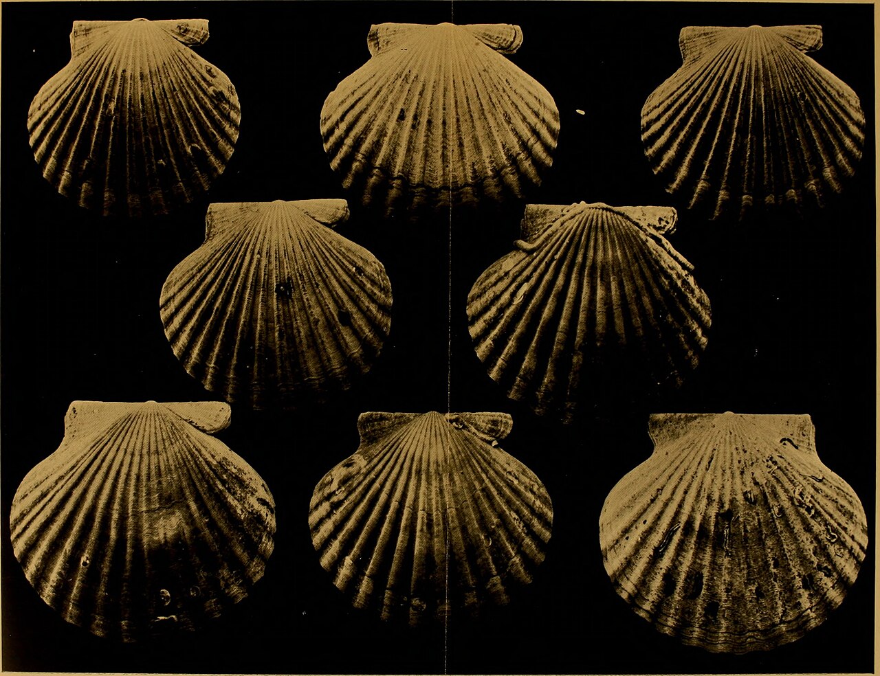 Shell Publishes Annual Report and Accounts