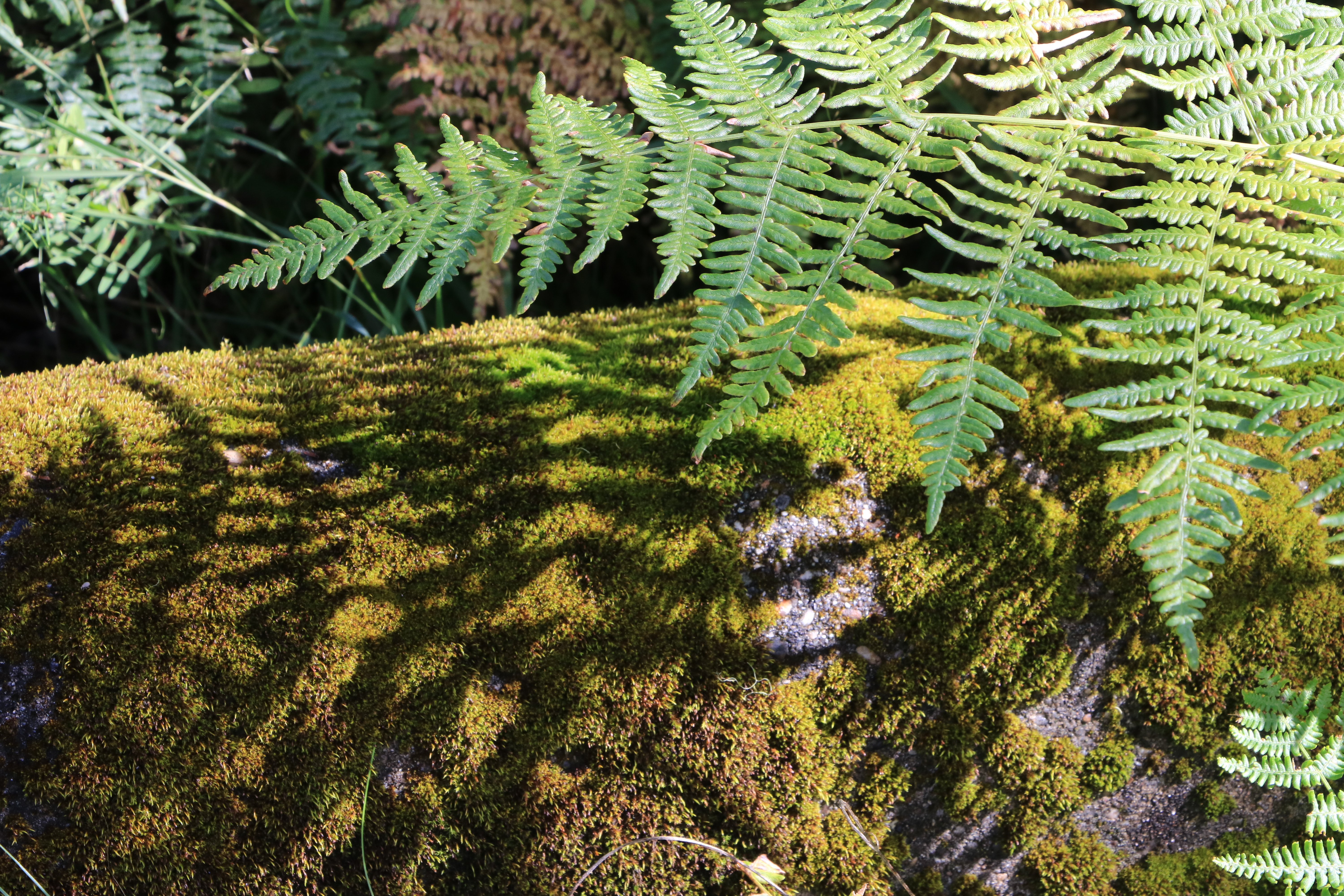 British Columbia Vancouver cityscape